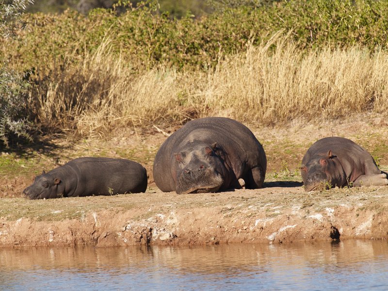 Mount Etjo, Hippopotamus